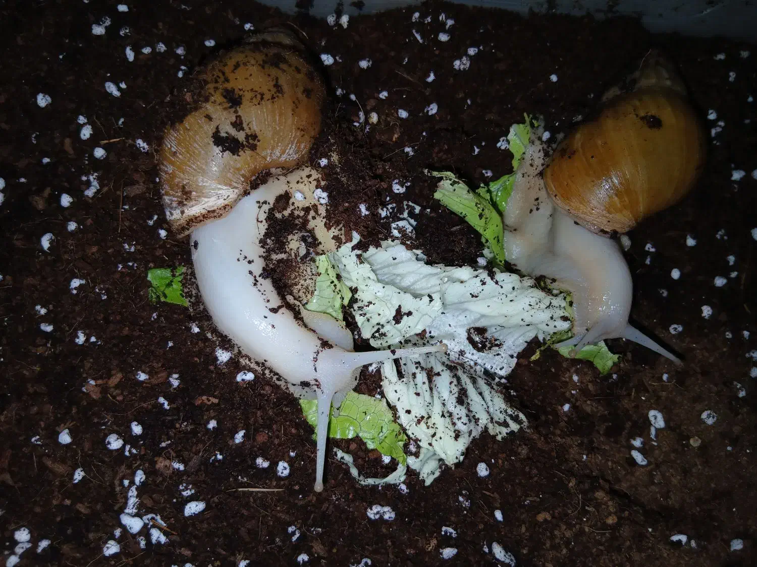 حلزون بالغ ومولد|خزنده|قرچک, صالح آباد|دیوار