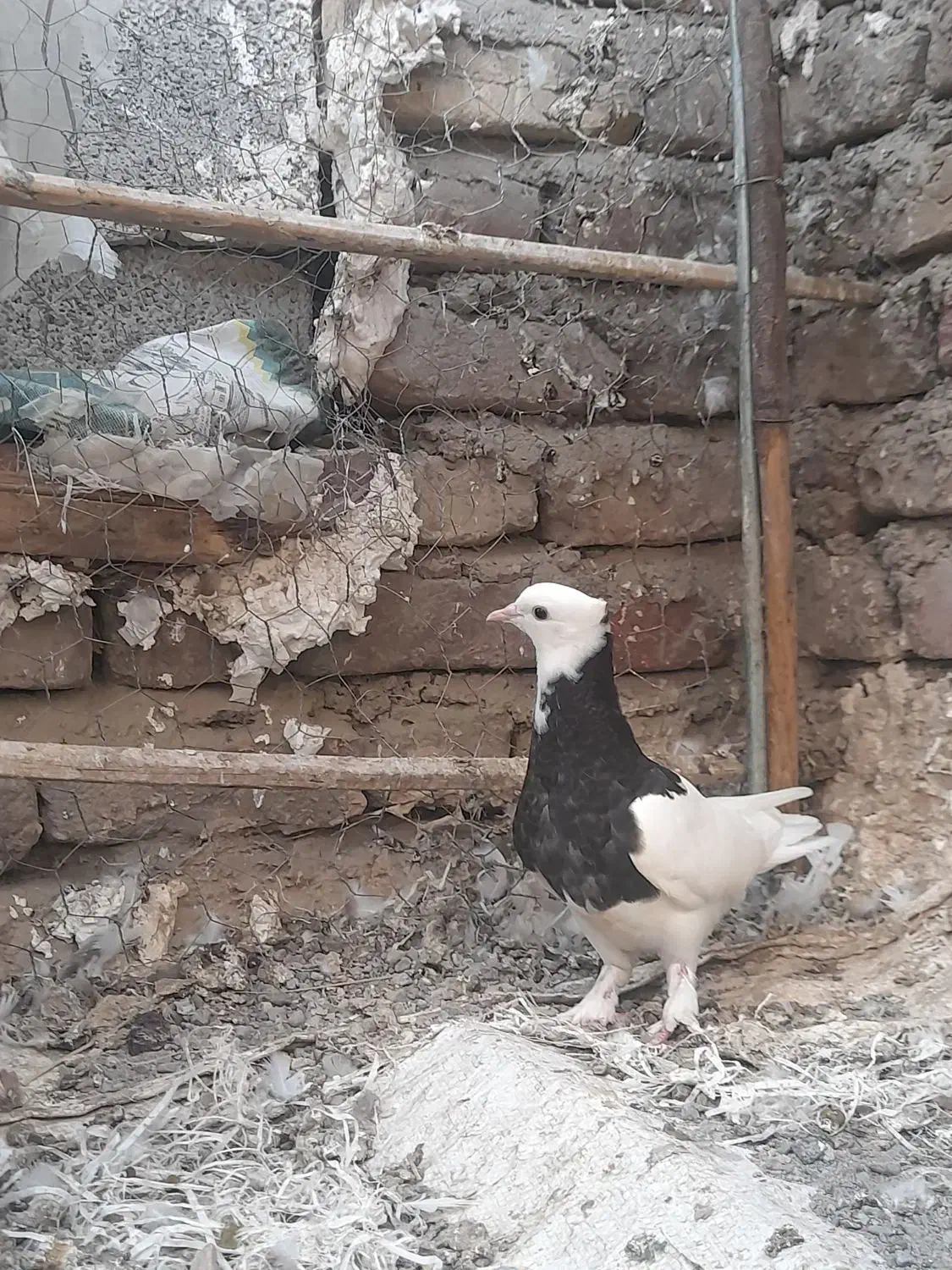 فروش چن عدد طوقی|پرنده|جیرفت, |دیوار