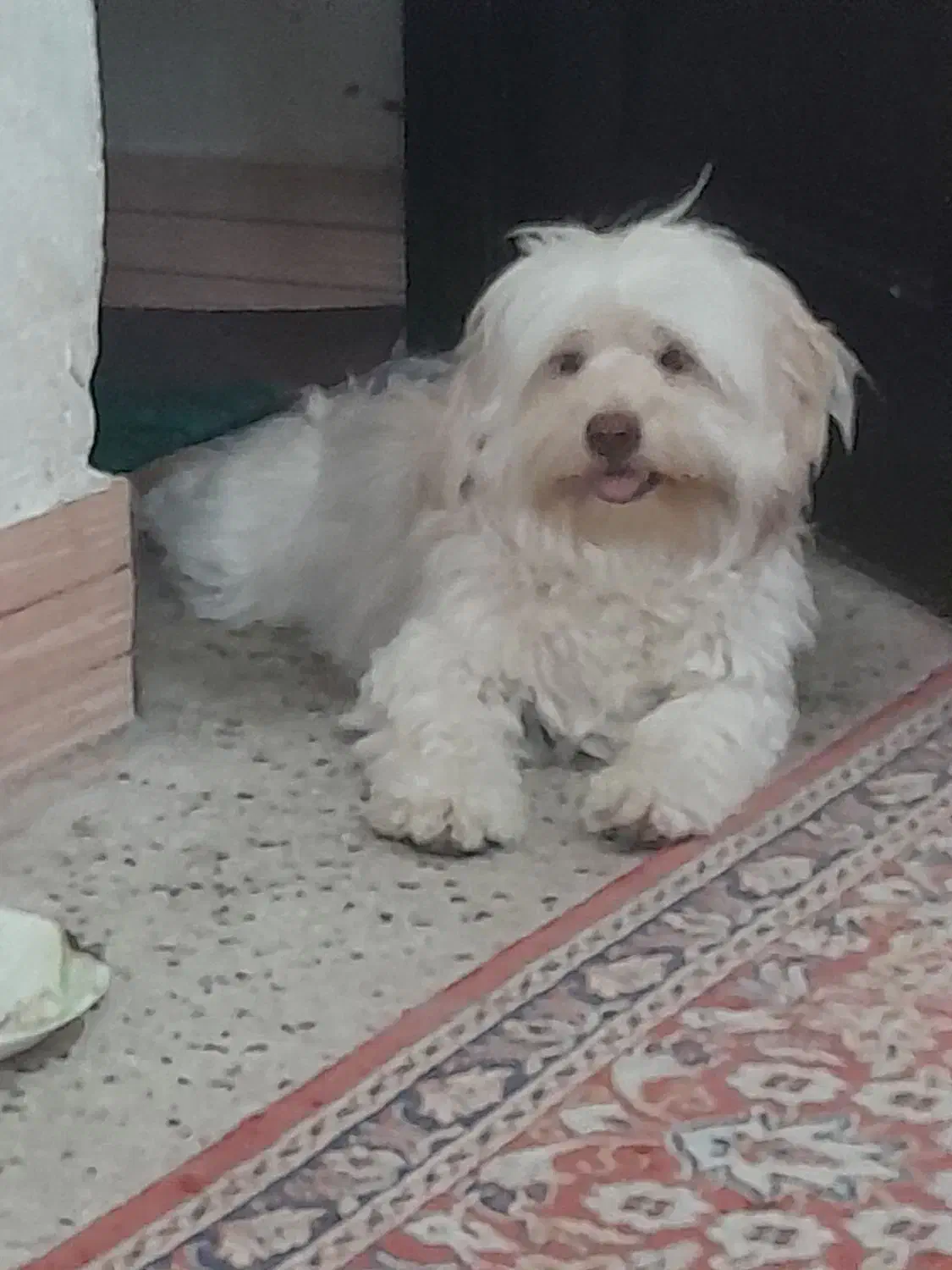 سپا کوتاه پشمالو|سگ|کوه چنار, |دیوار