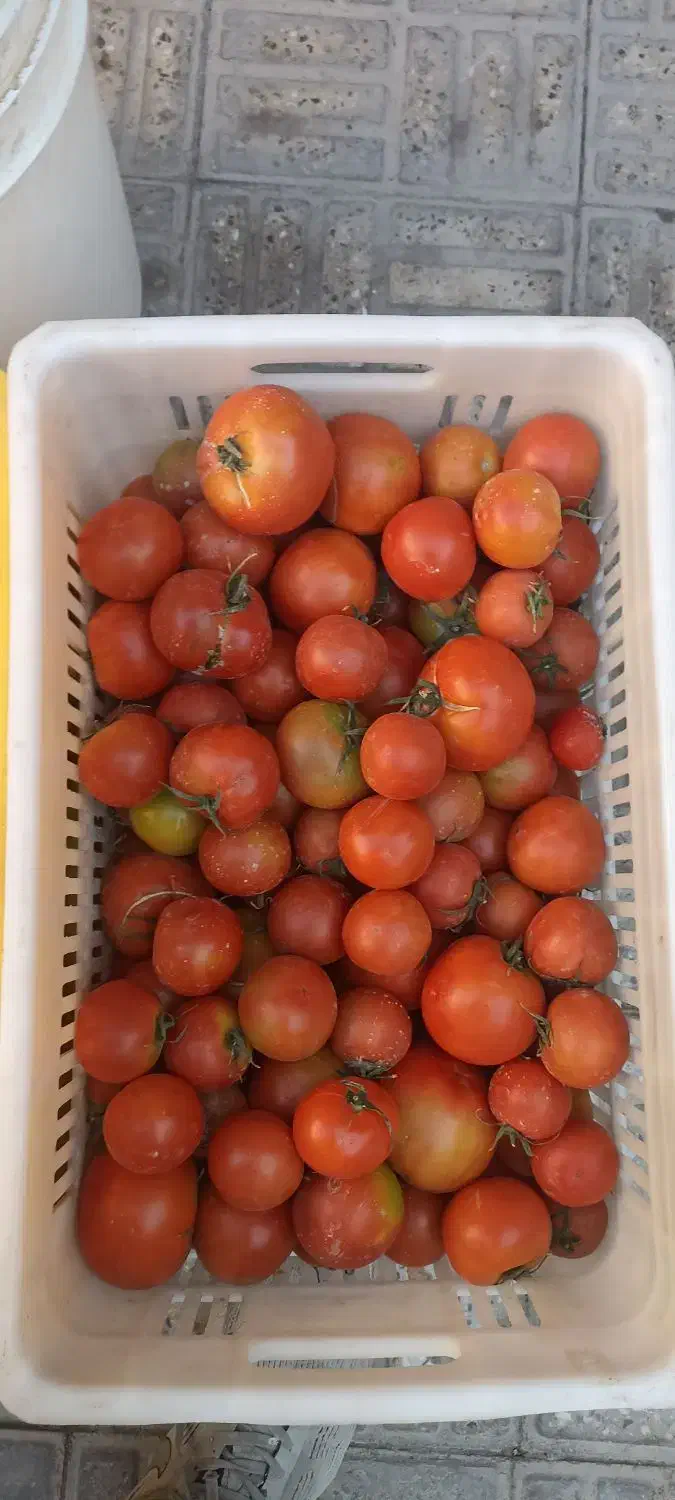 گوجه گوشتی|خوردنی و آشامیدنی|مبارکه, |دیوار