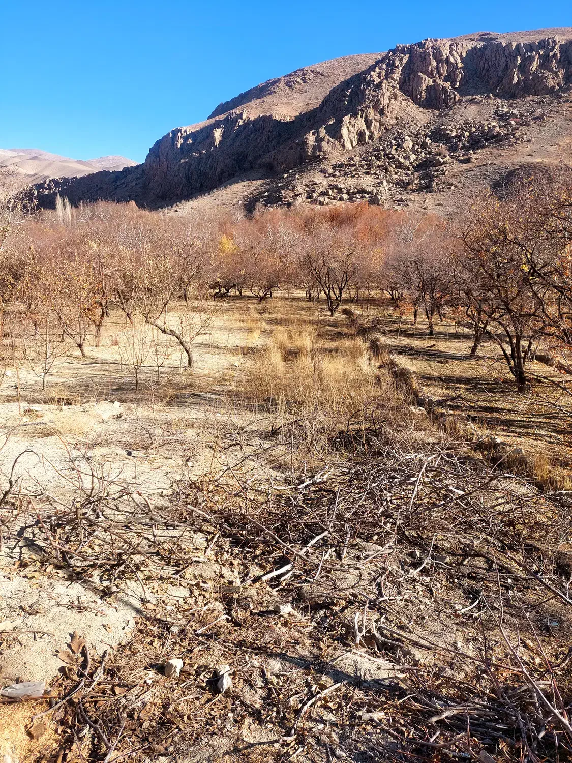 زمین کشاورزی|فروش زمین و ملک کلنگی|اسفراین, |دیوار