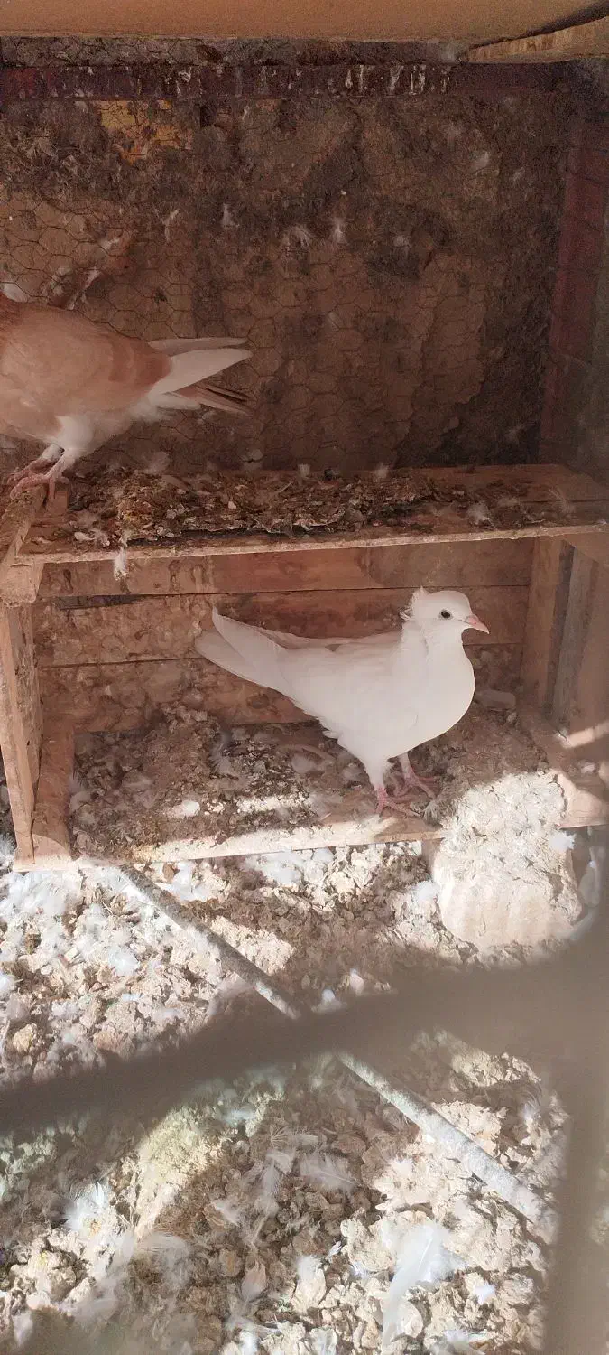 کبوتر دمگیر|پرنده|مبارکه, |دیوار