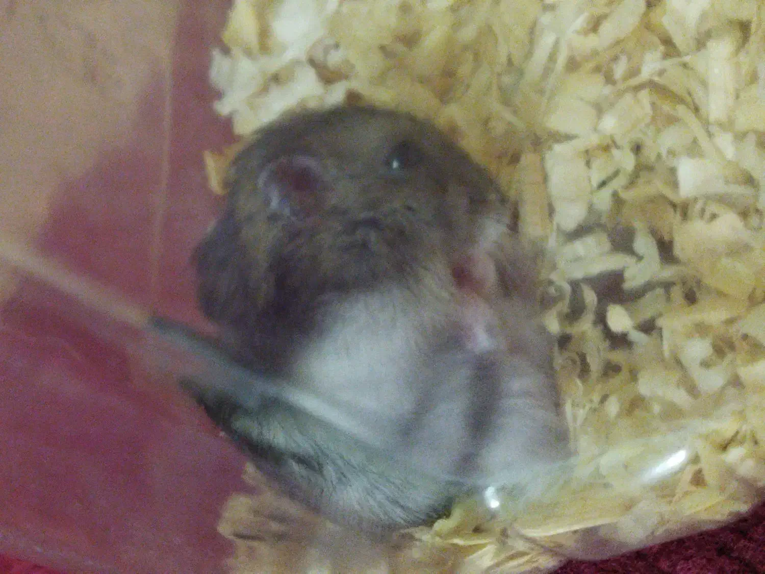 فسقلی خانگی|موش و خرگوش|اسلام‌شهر, شهرک قائمیه|دیوار