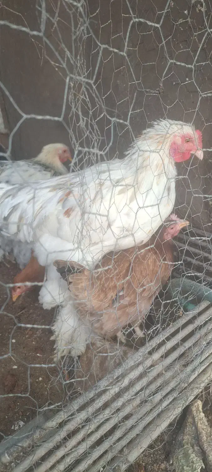 3عد مرغ 3عددخروس برهما|حیوانات مزرعه|مهریز, |دیوار