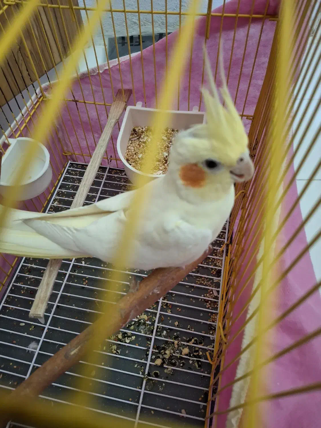 طوطی عروس هلندی لوتینو یک ساله|پرنده|الوند, |دیوار