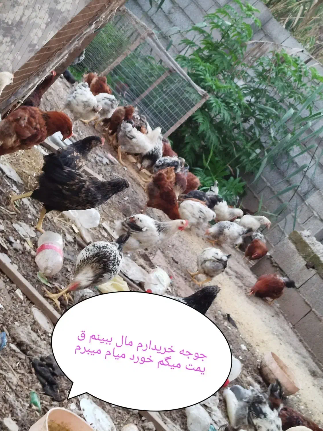 جوجه گلپایگان|حیوانات مزرعه|رشت, اسماعیل آباد|دیوار