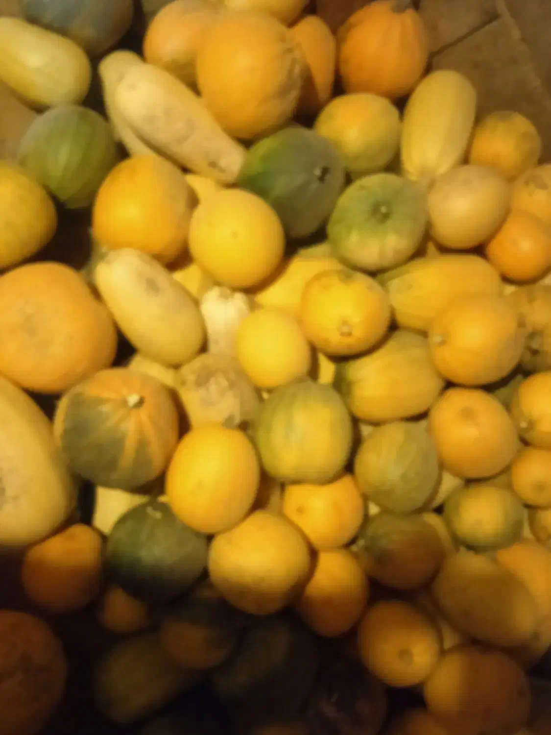 کدو تنبل|خوردنی و آشامیدنی|بلداجی, |دیوار