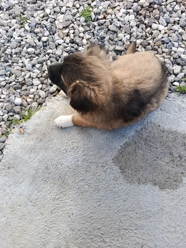 سگ پاکوتاه|سگ|گنبد کاووس, |دیوار