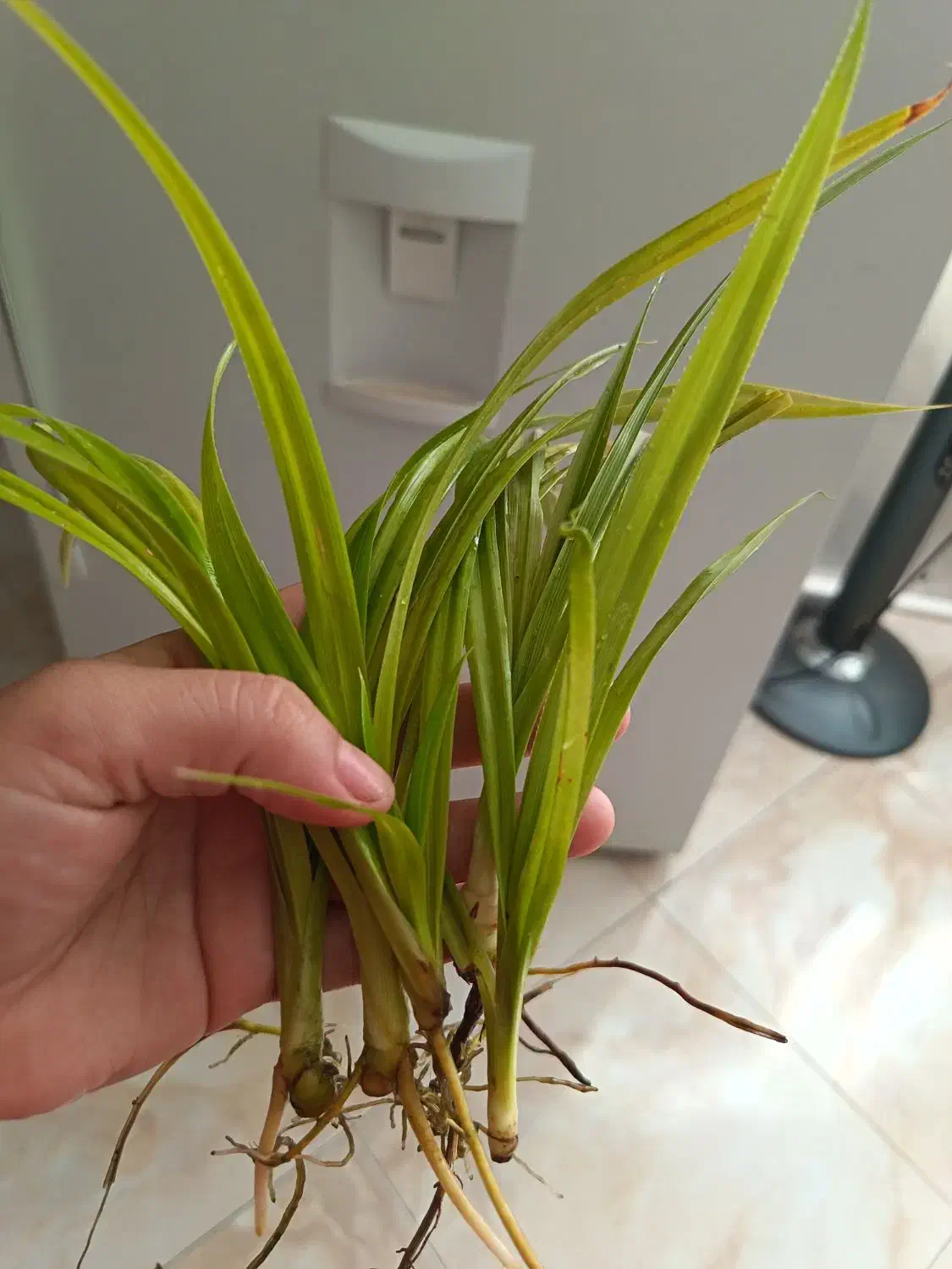 قلمه پاندانوس ریشه دار|گل و گیاه طبیعی|نیشابور, فردوس شمالی|دیوار