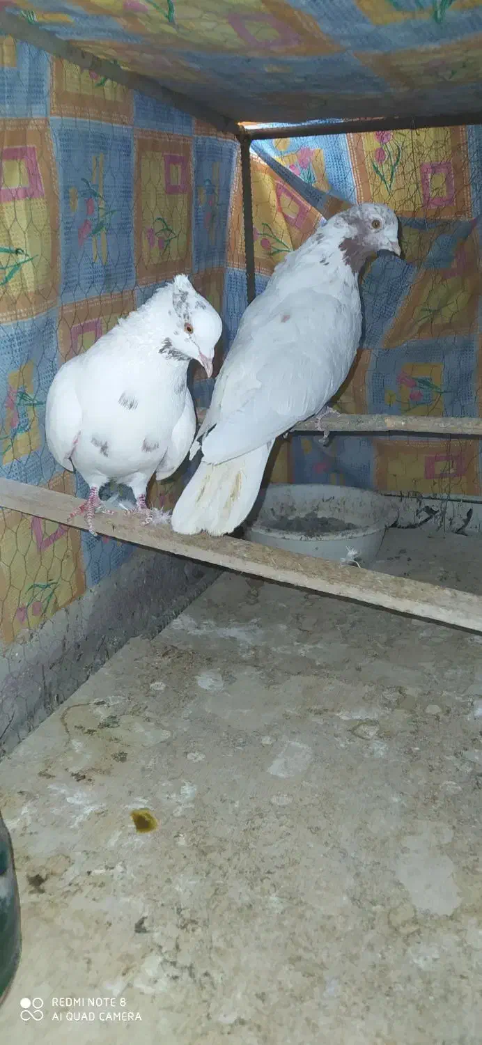 کفتر ماهرو|پرنده|قدس, هفت جوی|دیوار