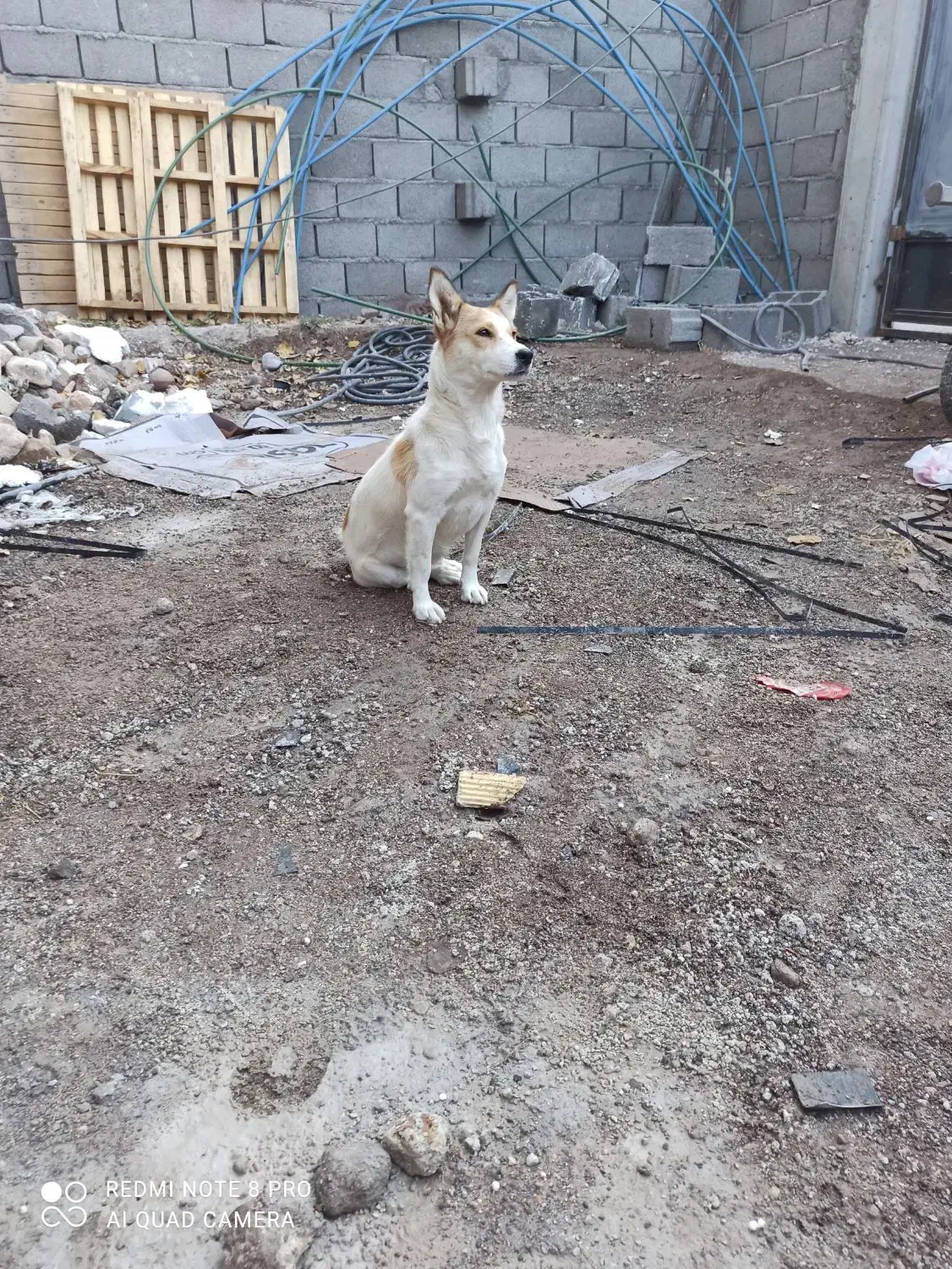 سگ پاکوتاه ماده|سگ|ترکمانچای, |دیوار