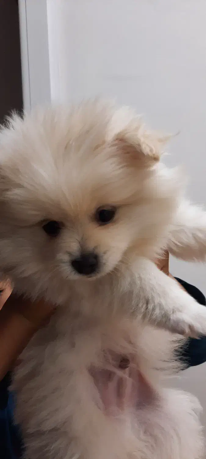 سگ پامر(توله)|سگ|همدان, |دیوار