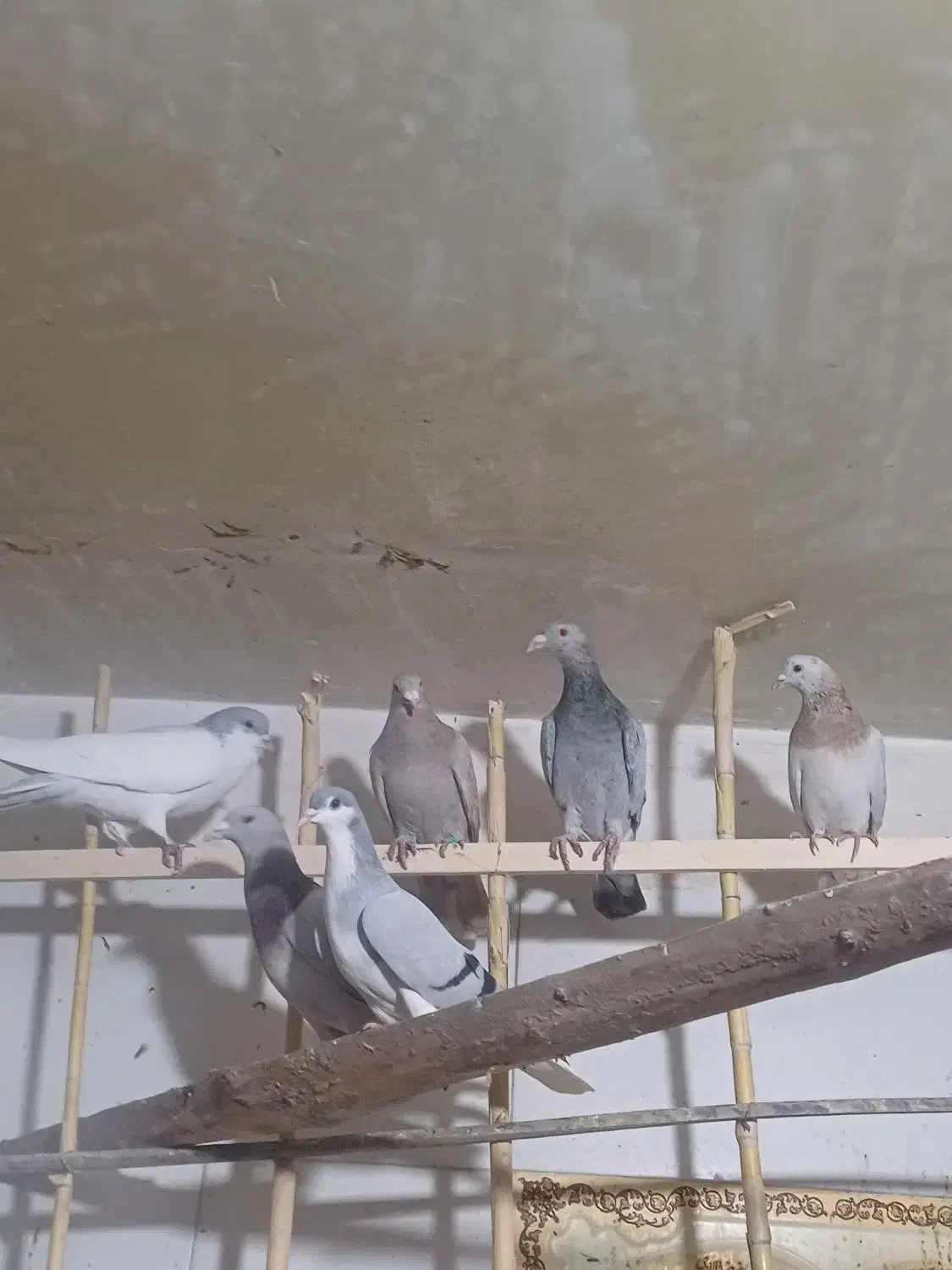 کبوتر پرنده|پرنده|الوند, |دیوار