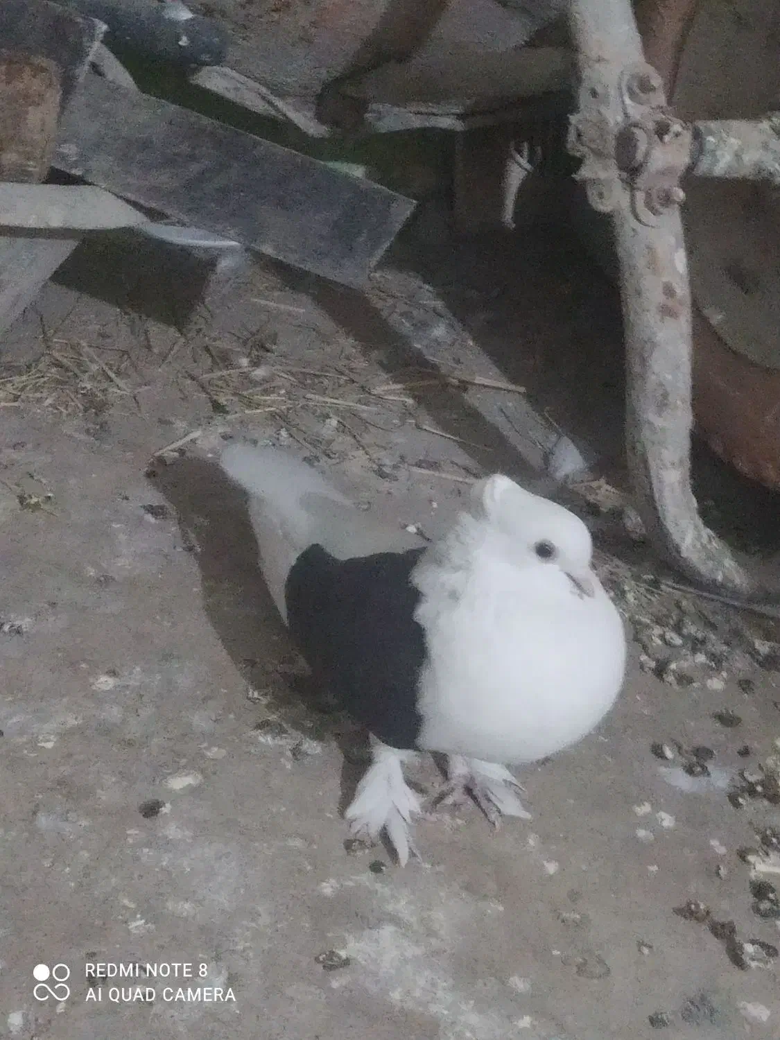 کبوتر دوکت سیاه ماده|پرنده|چرام, |دیوار