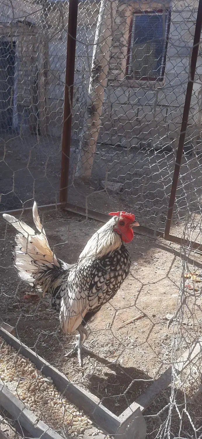 خروس|حیوانات مزرعه|انزل, |دیوار