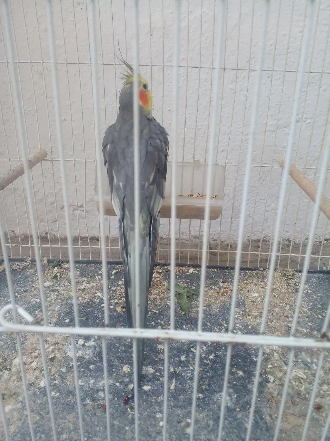 عروس هلندی معاوضه فروش|پرنده|خوش‌رودپی, |دیوار