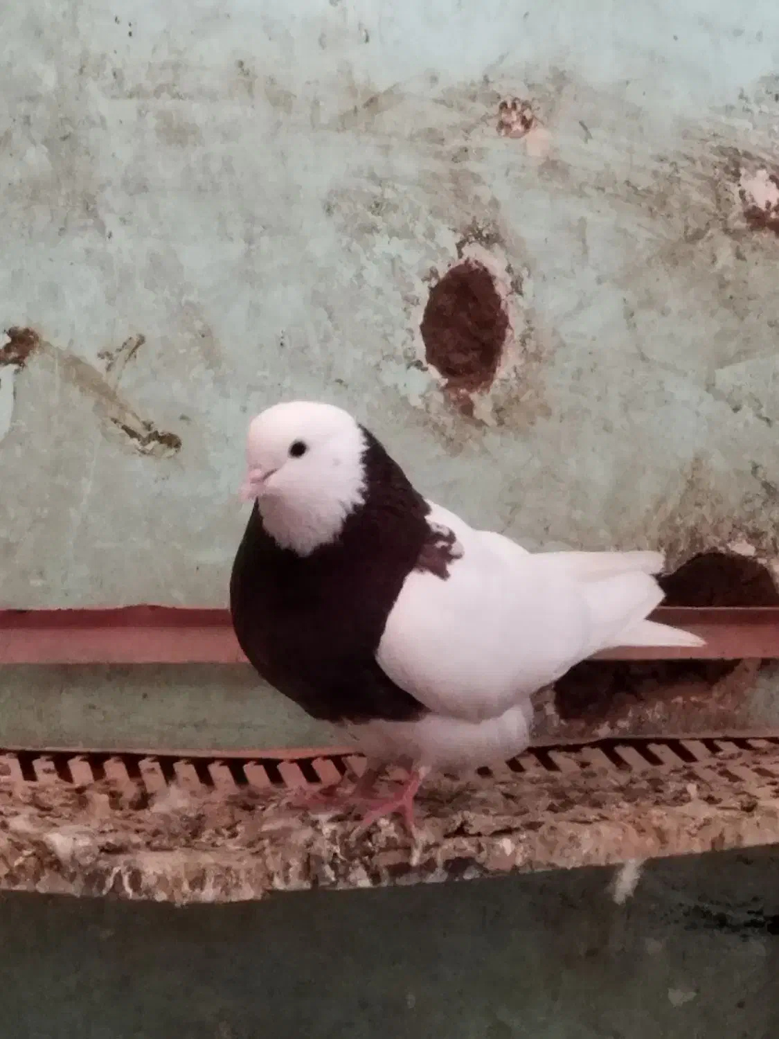 دوتاطوقی|پرنده|جوین, |دیوار