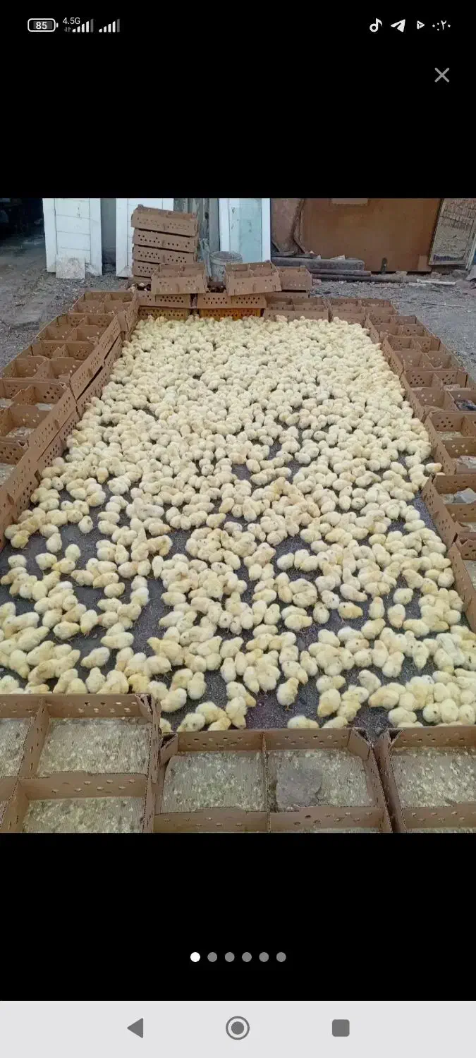 جوجه کارخانه ای|حیوانات مزرعه|اردکان, |دیوار