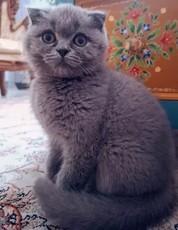 گربه برتیش با اصالت نر  شناسنامه دار  ۸ماهه|گربه|تهران, فرودگاه مهرآباد|دیوار