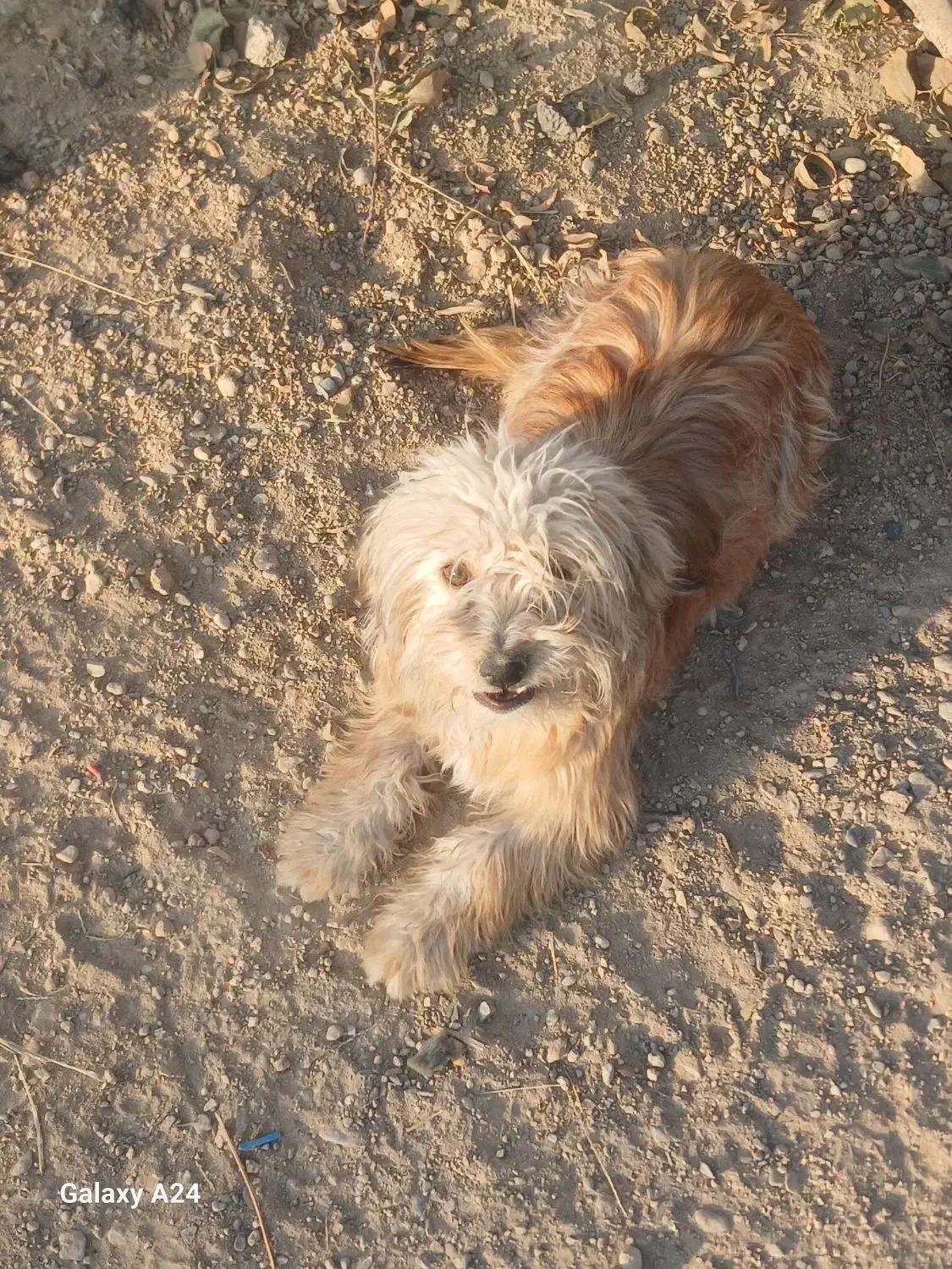 سگ پاپی|سگ|نجفآباد, قلعه سفید|دیوار