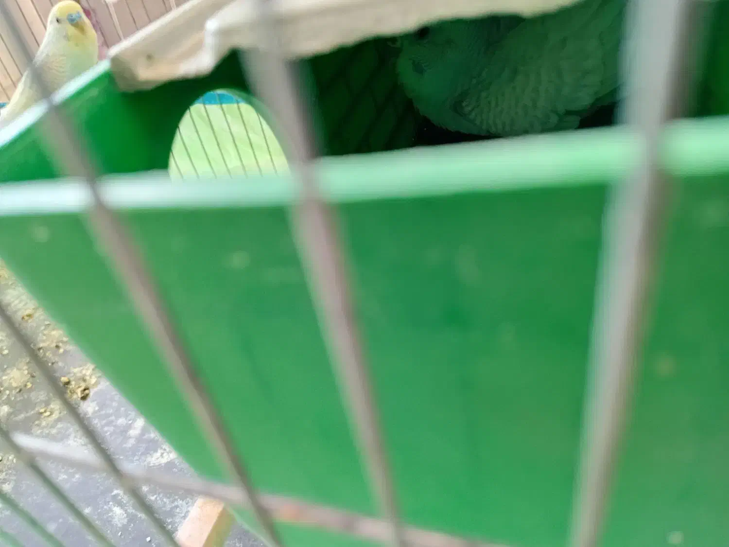 یک جفت مرغ عشق باجوجه|پرنده|اندیمشک, |دیوار