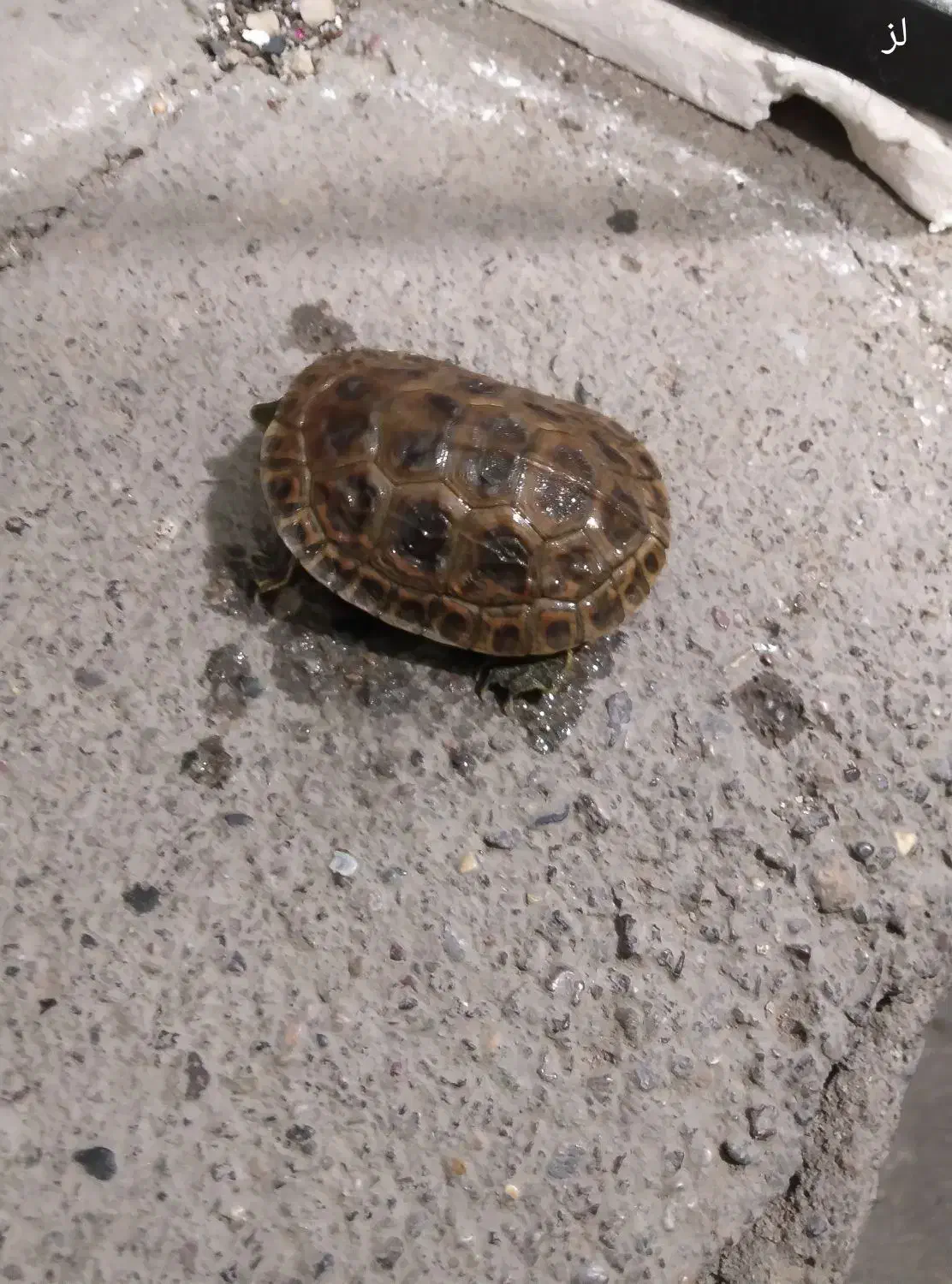 فروشی|خزنده|مشهد, فاطمیه|دیوار