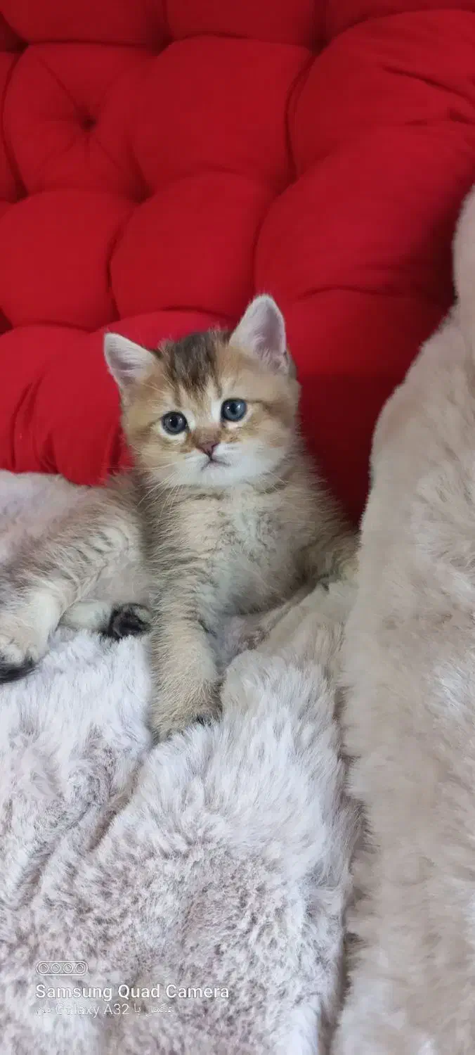 گربه بریتیش|گربه|تهران, پاسداران|دیوار