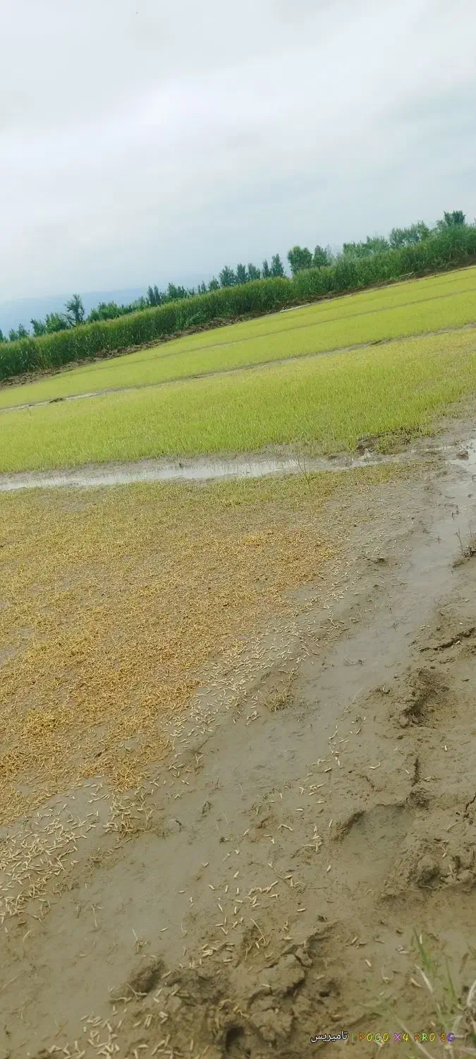 شالی فجر سوزنی بذری 90روزه|عمدهفروشی|رامیان, |دیوار