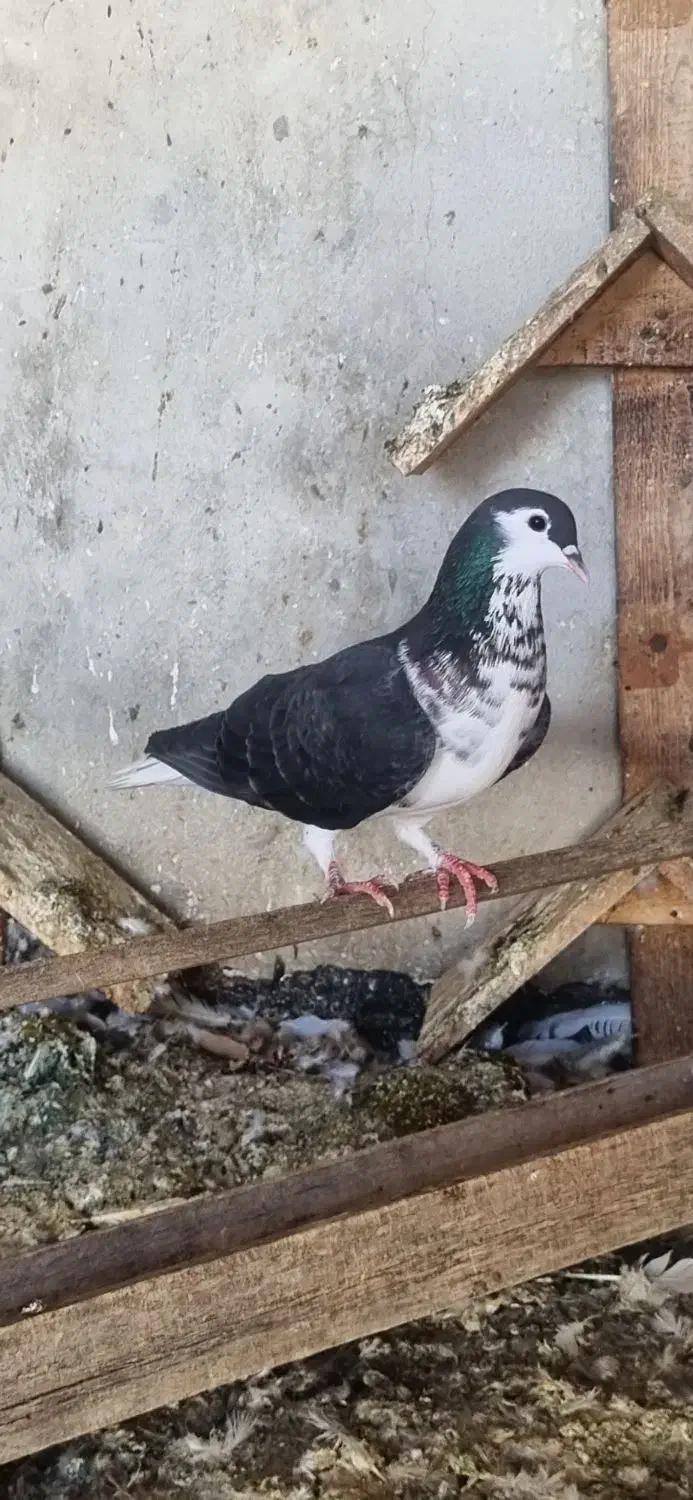 کبوتر دم سفید،طوقی،کله،مسافتی،ساده|پرنده|مشهد, هفده شهریور|دیوار