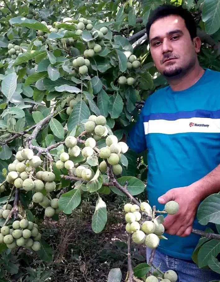 نهالستان گردو های پیوندی و پربار پالیز.|خدمات باغبانی و درختکاری|مهریز, |دیوار