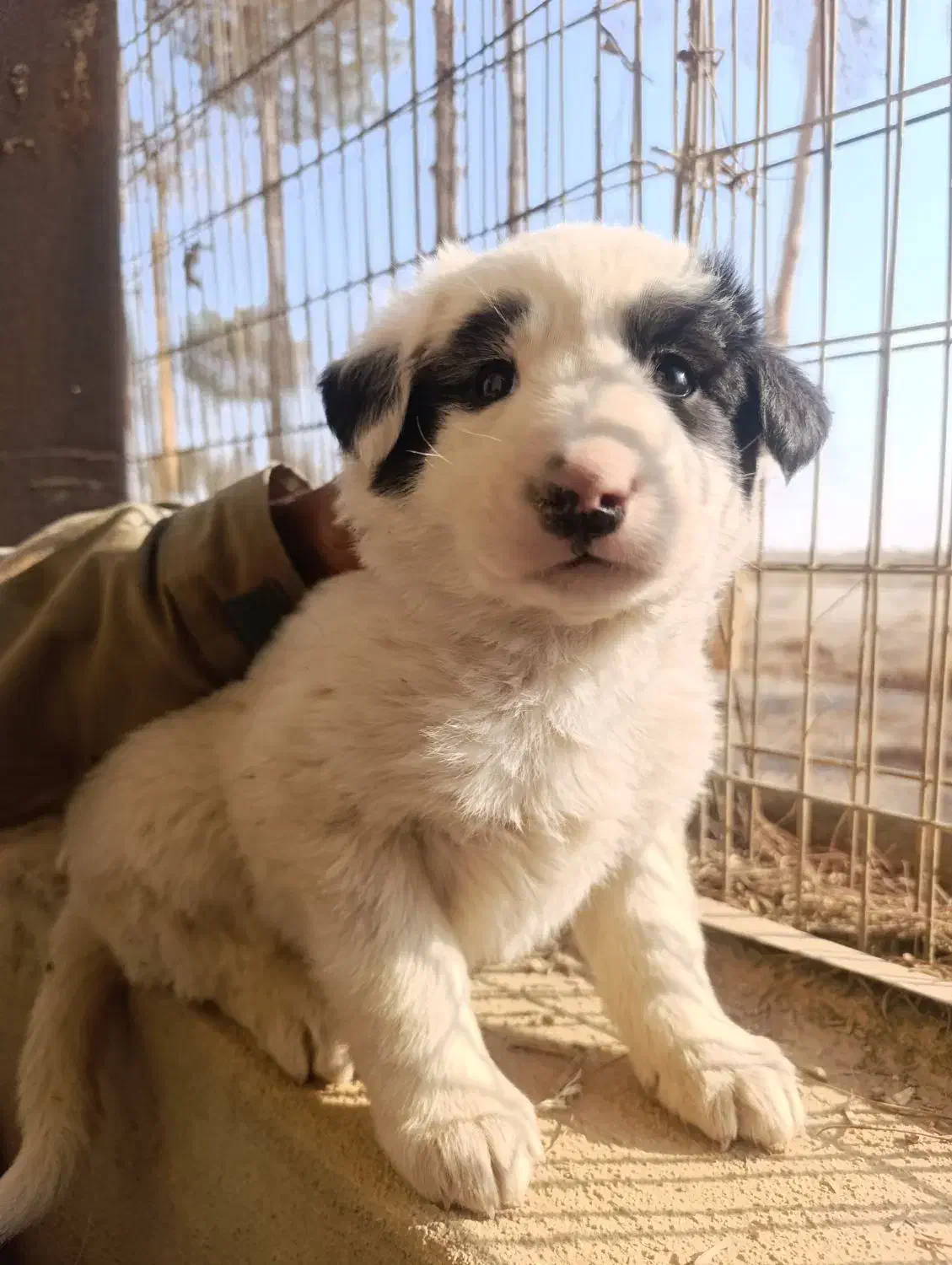 واگذاری توله سگ قدرجونی قهدریجانی|سگ|شاهین‌شهر, برخوار غرب|دیوار