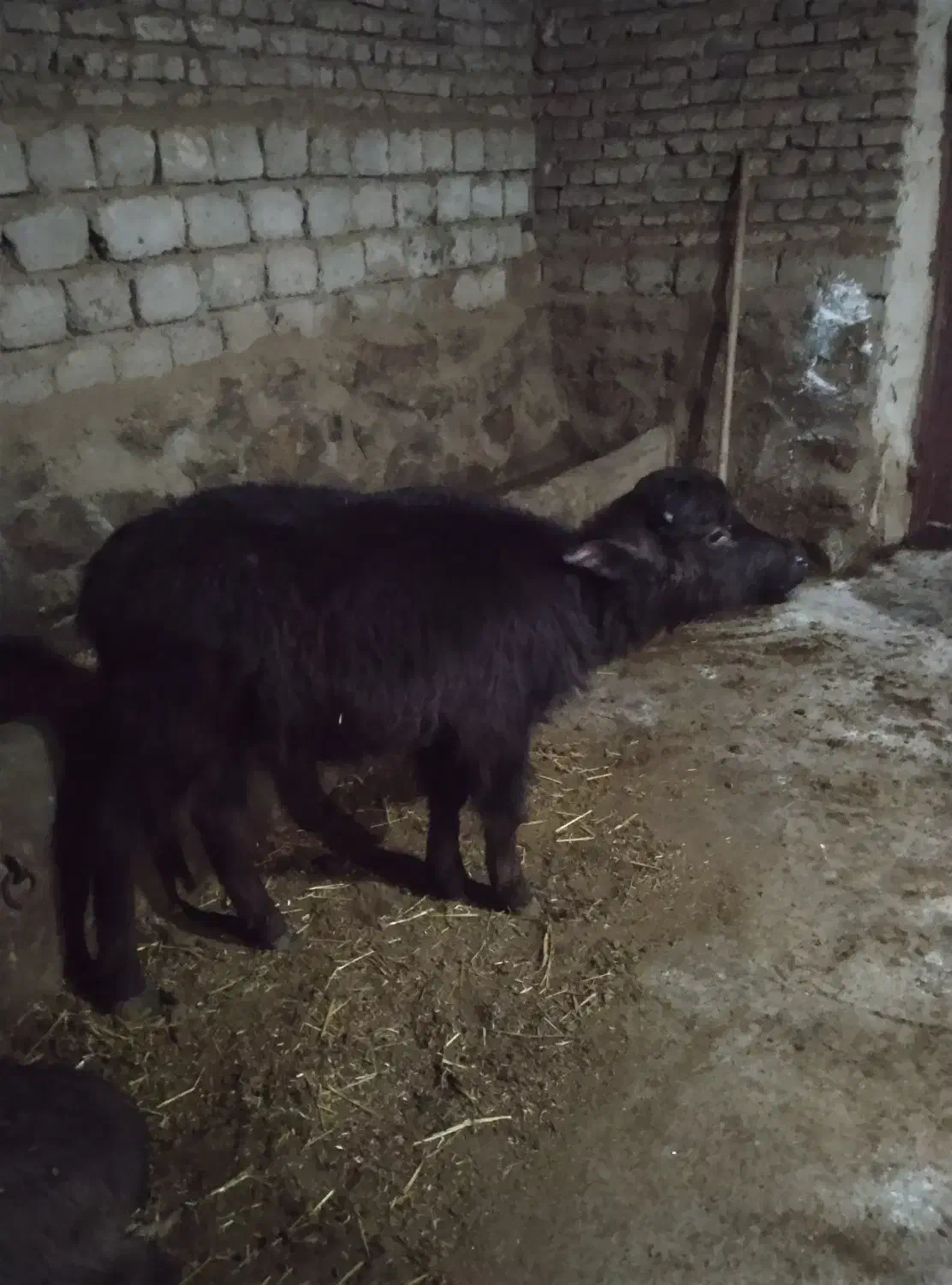 گاومیش درجه 1جنس اهوازی|حیوانات مزرعه|مهاباد (آذربایجان غربی), |دیوار