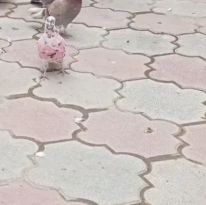 کفتر گمشده|حیوانات|محمدشهر, ولدآباد|دیوار