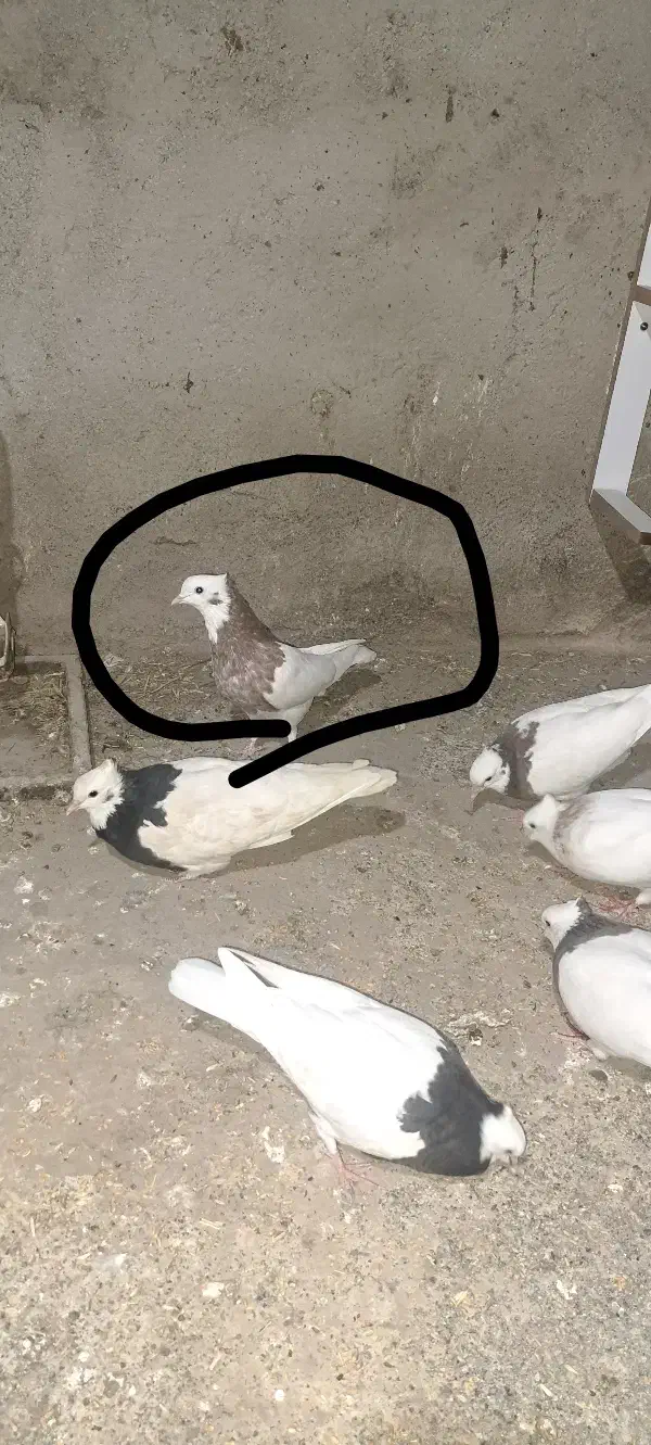 کبوتر طوقی|پرنده|جوین, |دیوار