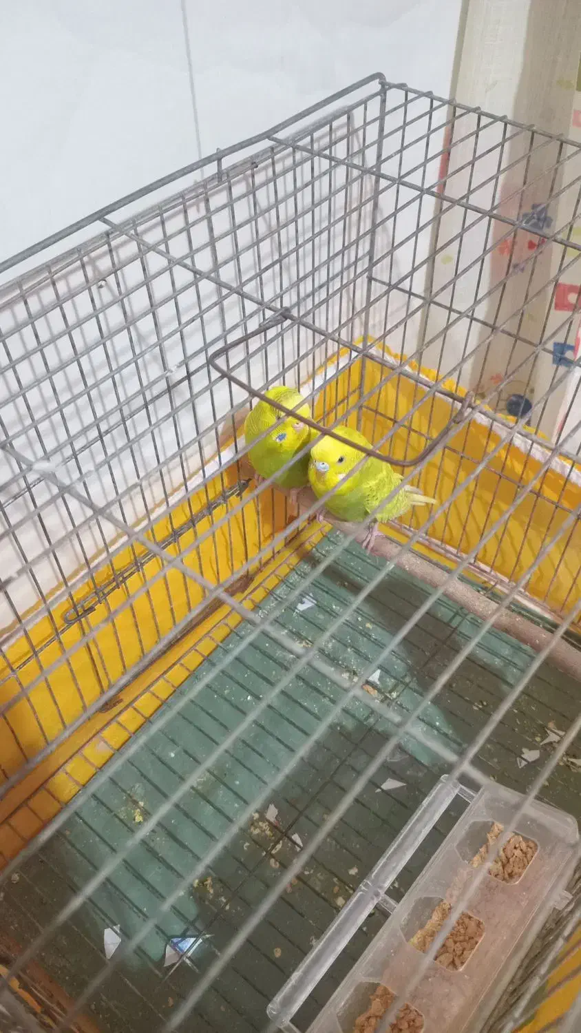 فروشی|پرنده|جیرفت, |دیوار