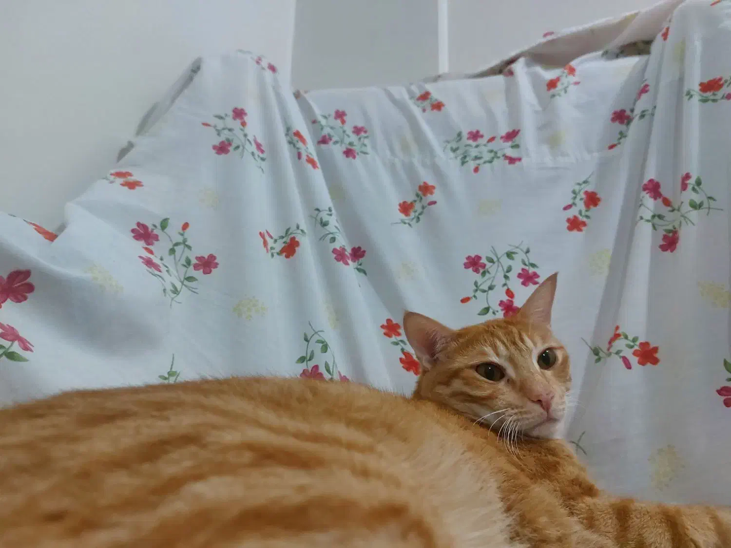 گربه خانگی|گربه|قدس, شهر‌قدس|دیوار