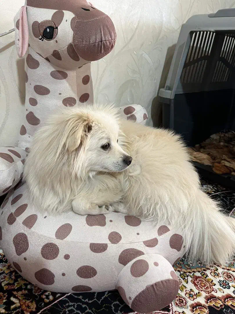 نژاد پام اسپیتز|سگ|یزد, |دیوار