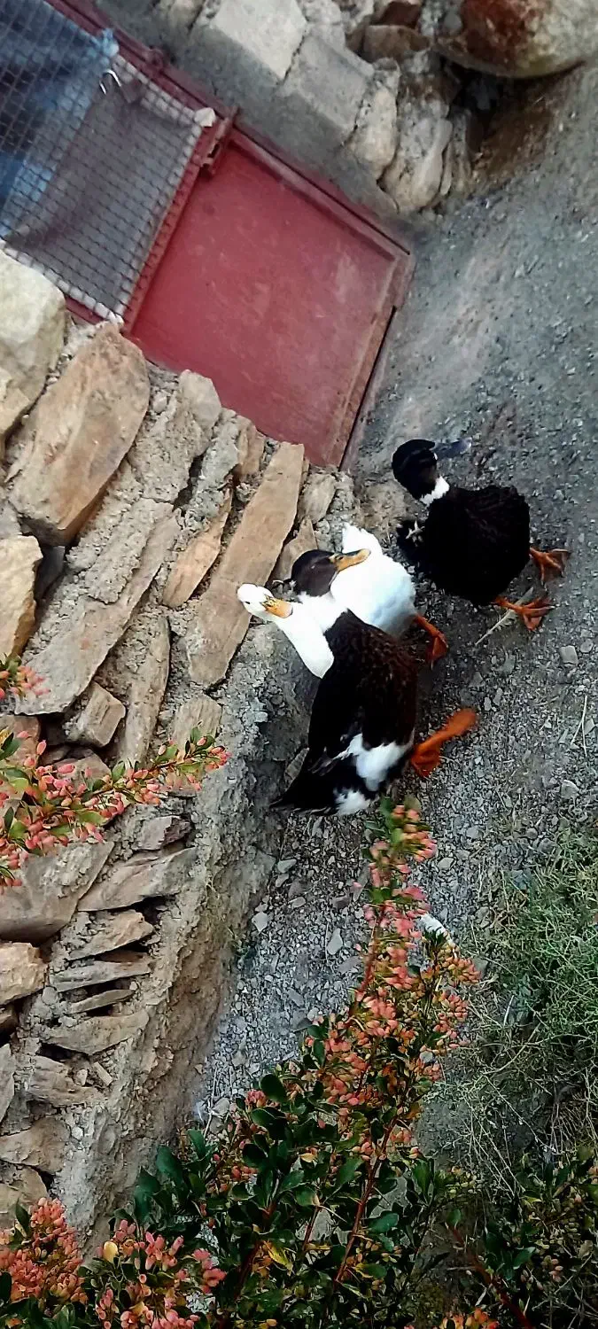 اردک تخمی|حیوانات مزرعه|بیرجند, |دیوار