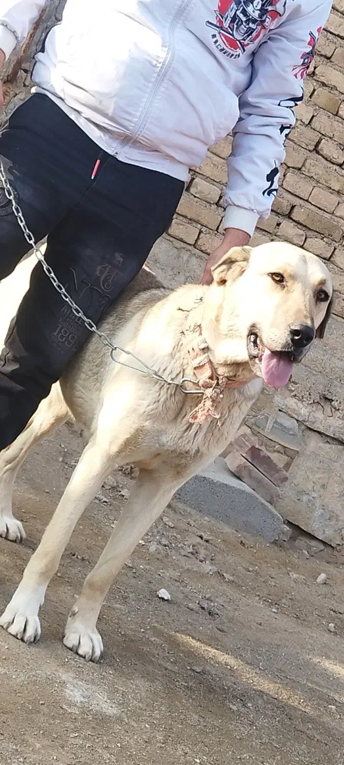 سگ عراقی|سگ|میاندوآب, |دیوار