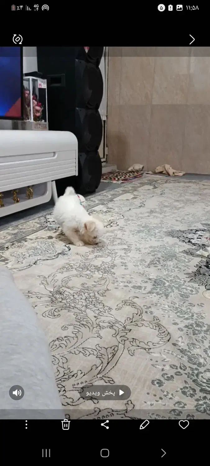 سگ باهوش نژاد شیتزو|سگ|اردبیل, |دیوار