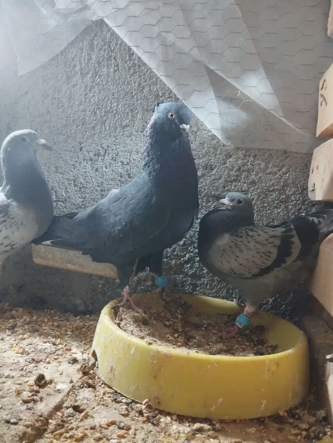 کفتر|حراج|یزد, |دیوار