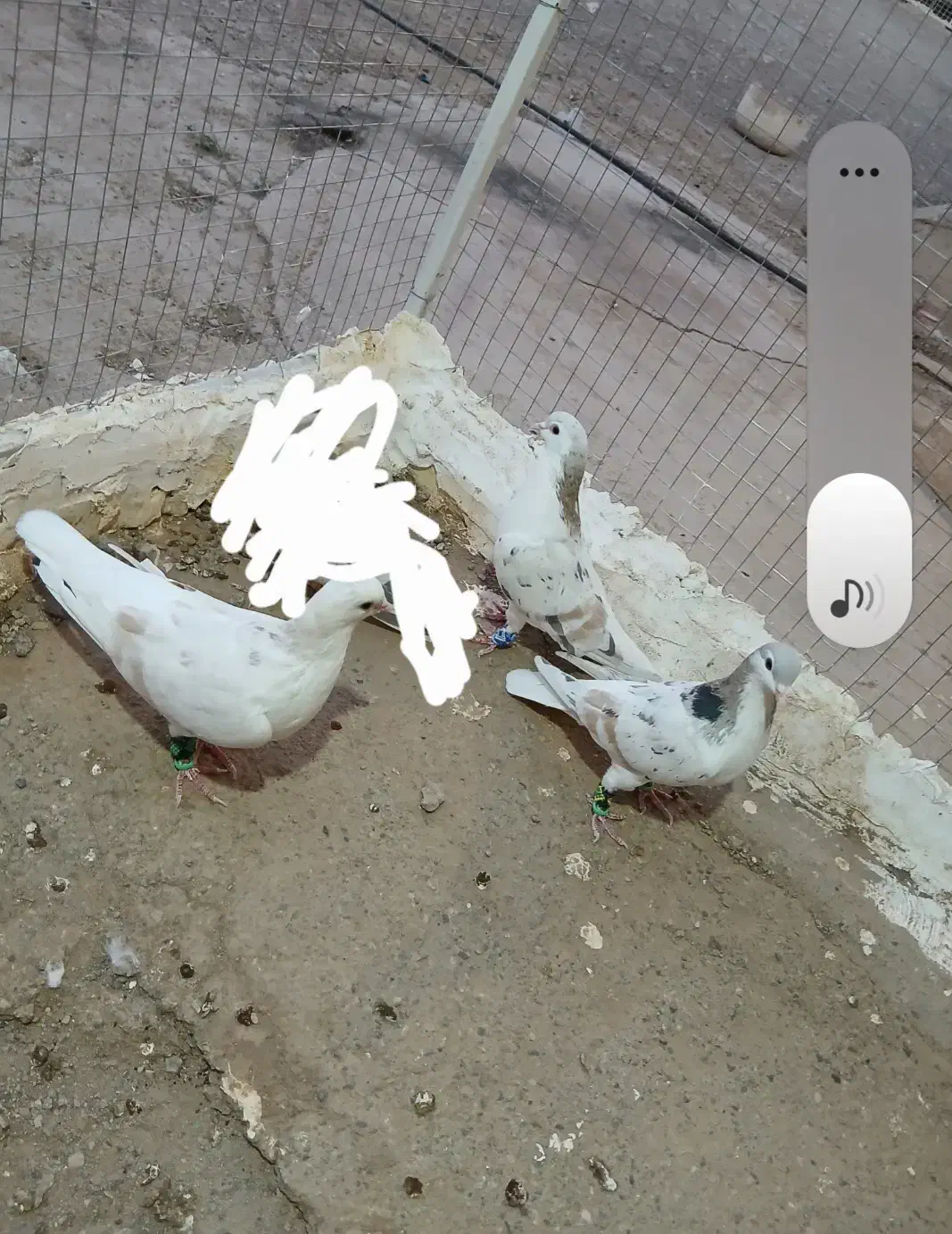 صده هفرنگ|پرنده|سبزوار, شرق کال شمالی|دیوار