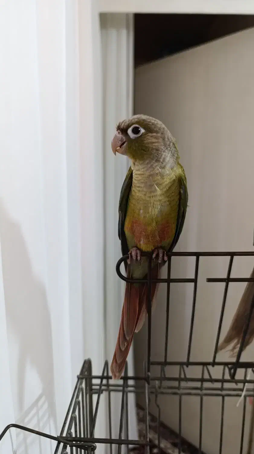 گرینچیک|پرنده|کرج, حسن آباد|دیوار