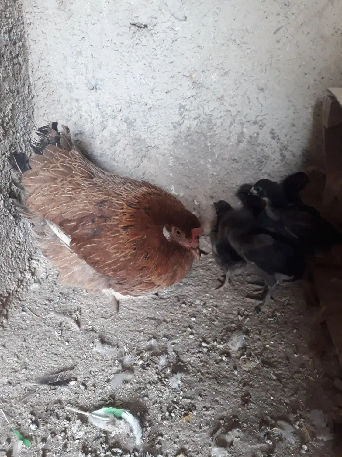 مرغ شمال باجوجه هاش|حیوانات مزرعه|هشتگرد, خور|دیوار