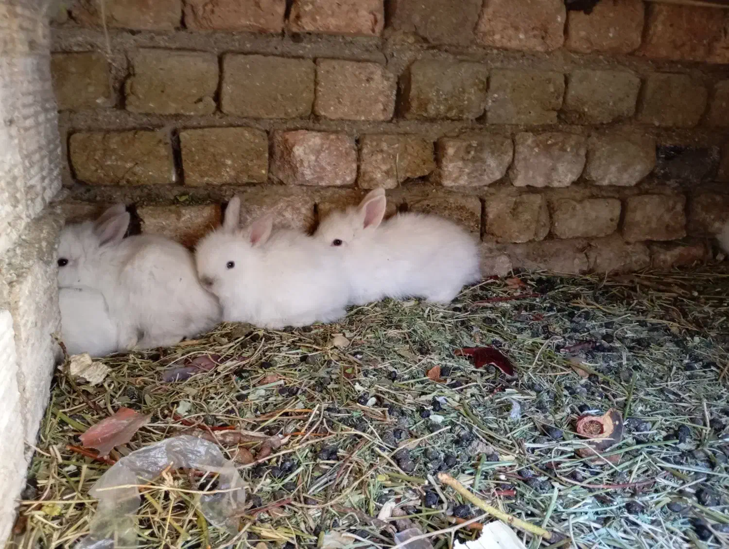 بچه خرگوش نژاد دار|موش و خرگوش|ملایر, |دیوار