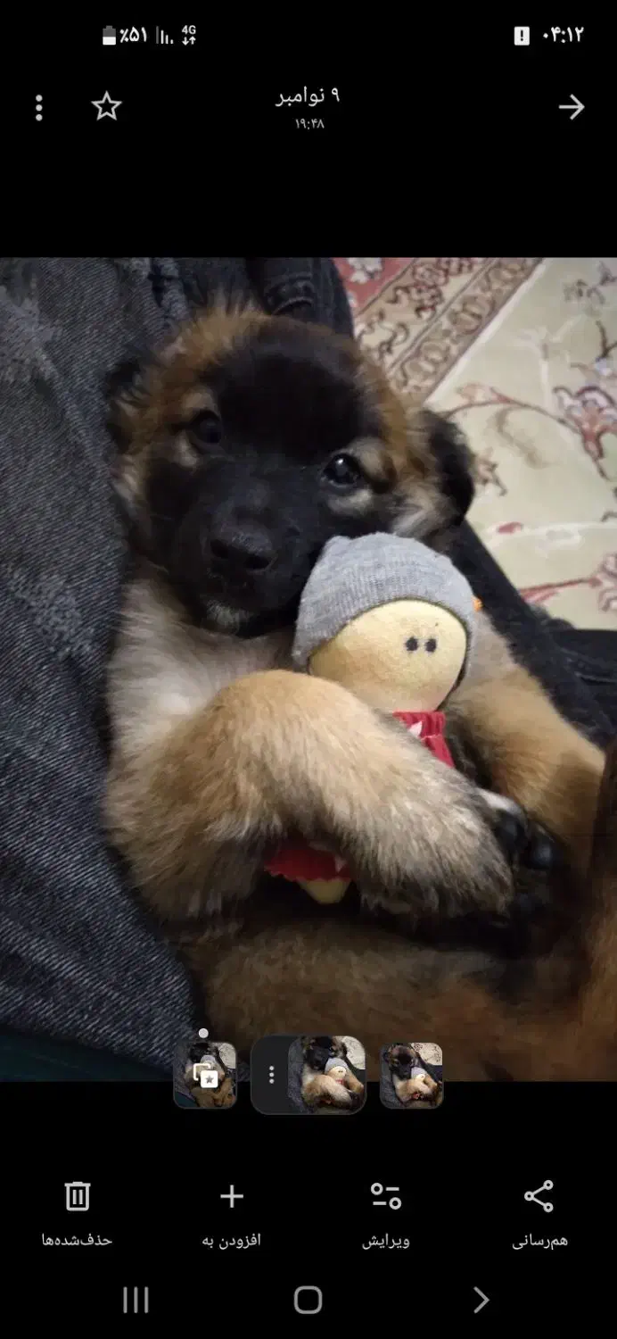 توله سگ|سگ|اسلام‌شهر, شهرک واوان|دیوار