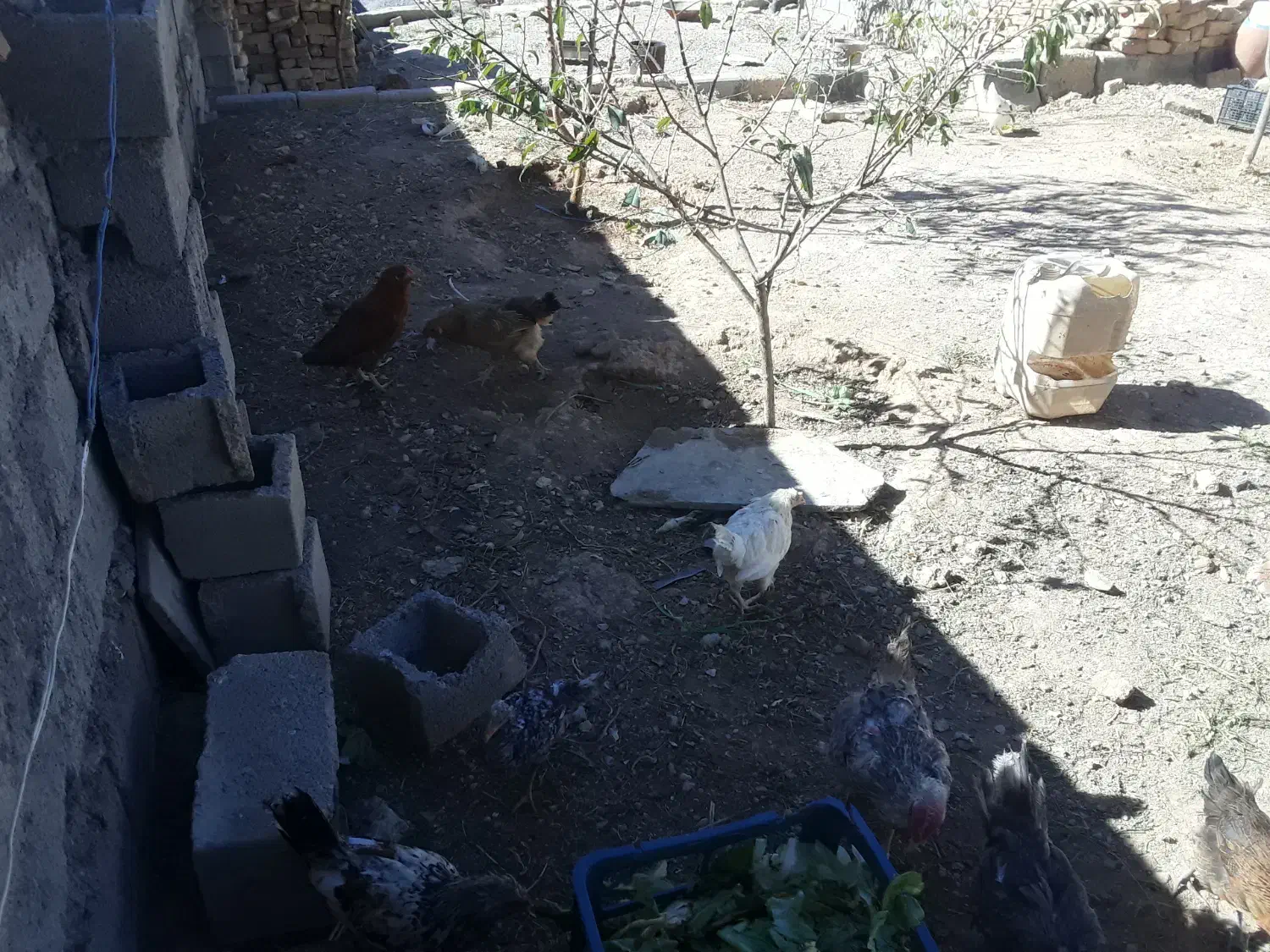 تعدادی مرغ جوجه بوقلمون|حیوانات مزرعه|مهاجران, |دیوار