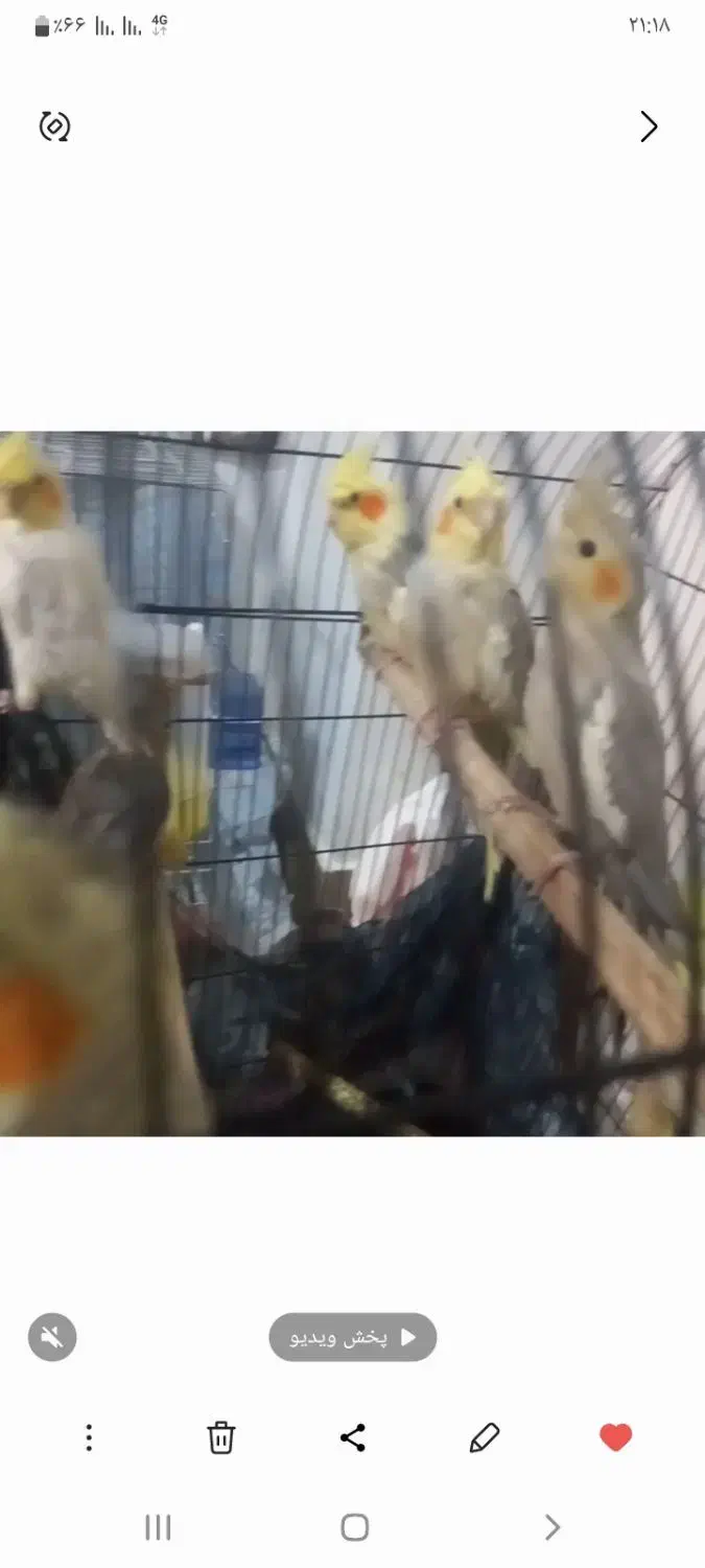 کوتوله برزیلی/ جوجه عروس هلندی|پرنده|صدرا-فارس, فاز ۱|دیوار