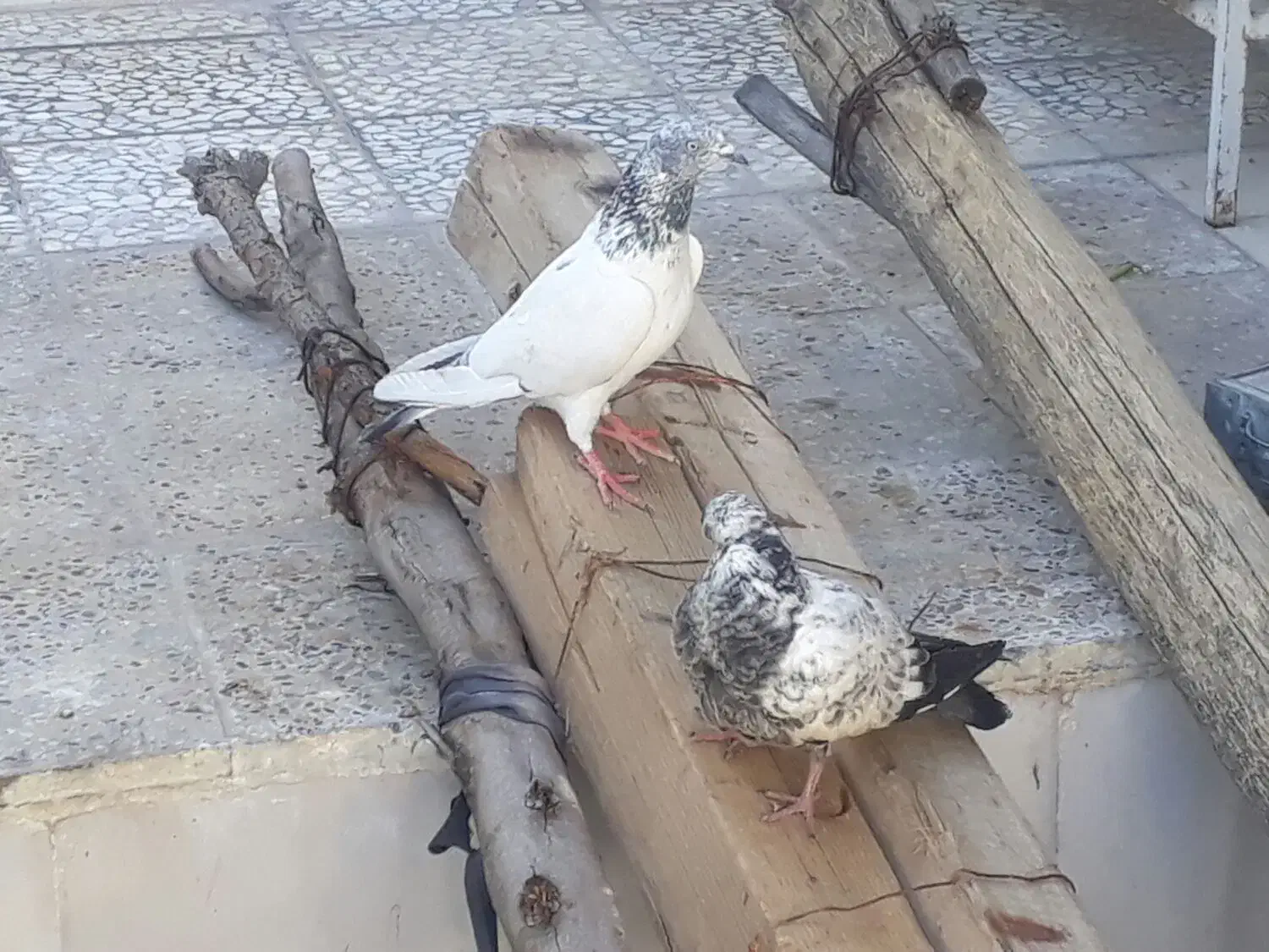 کبوتر|پرنده|ایذه, |دیوار