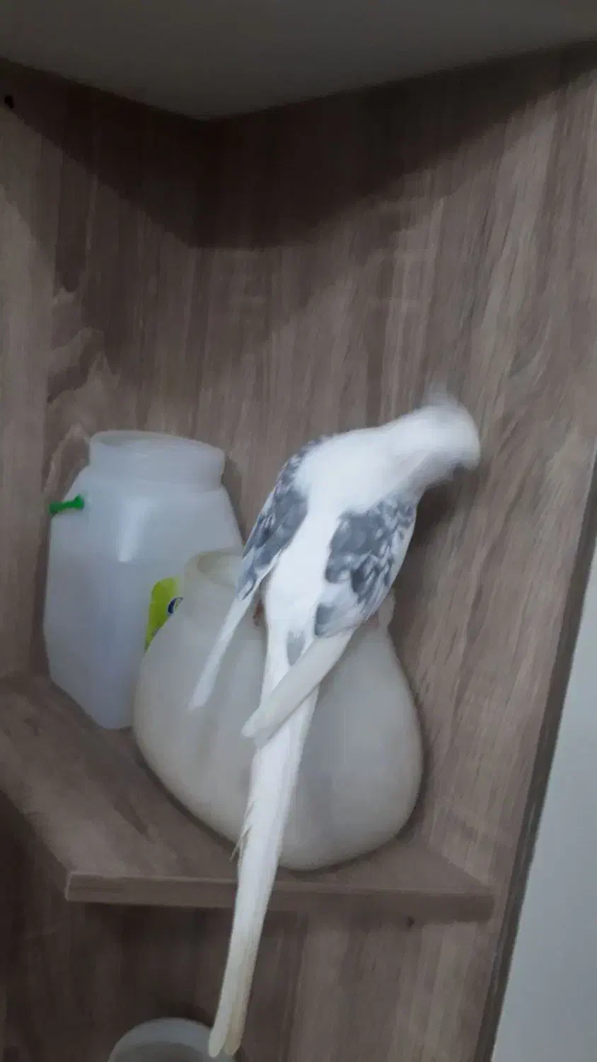 عروس هلندی|پرنده|رشت, استقامت ۲|دیوار